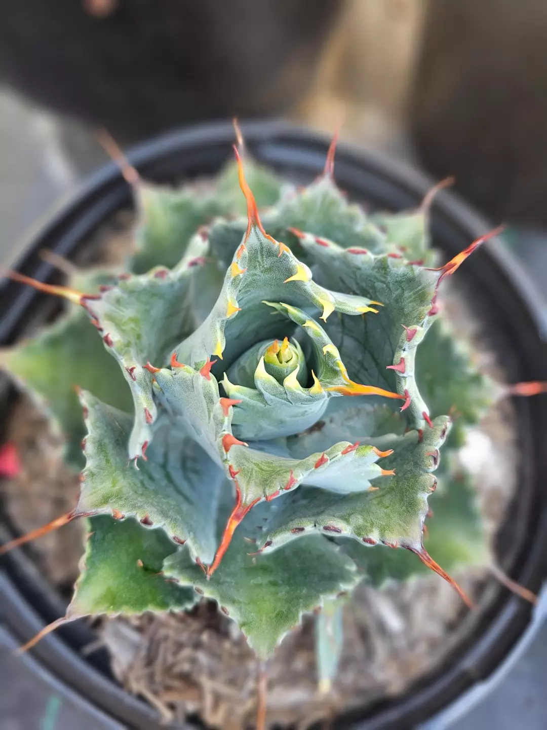 Agave Bonfire  5gal thumbnail