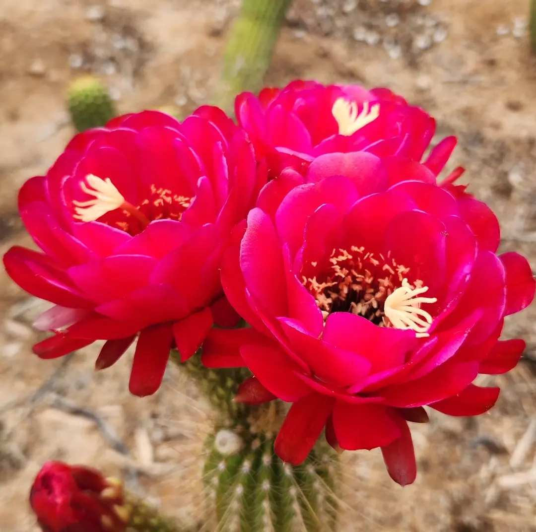 1296 Echinopsis Glorious thumbnail
