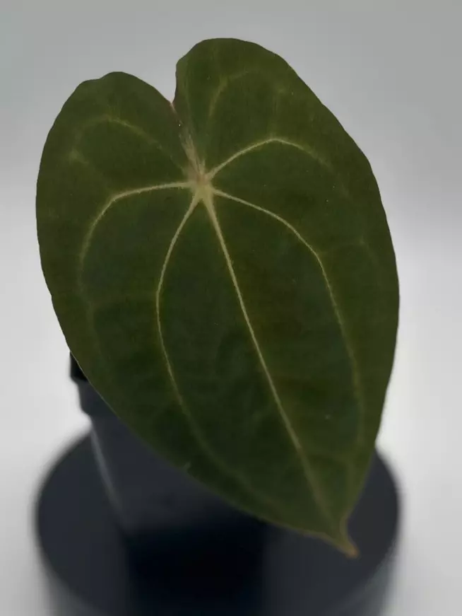 Anthurium (Fort Sherman x Dark Forgetti) x Carlablackaie thumbnail