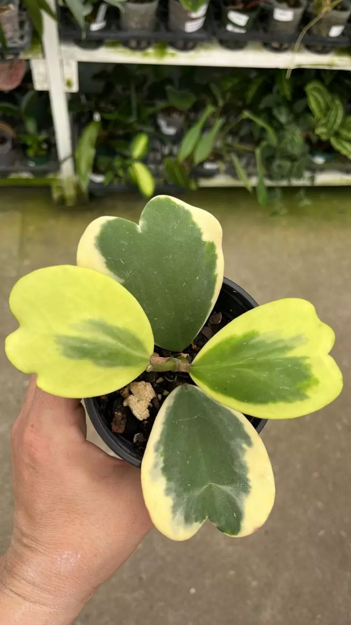 A109 Hoya kerrii albomarginata thumbnail