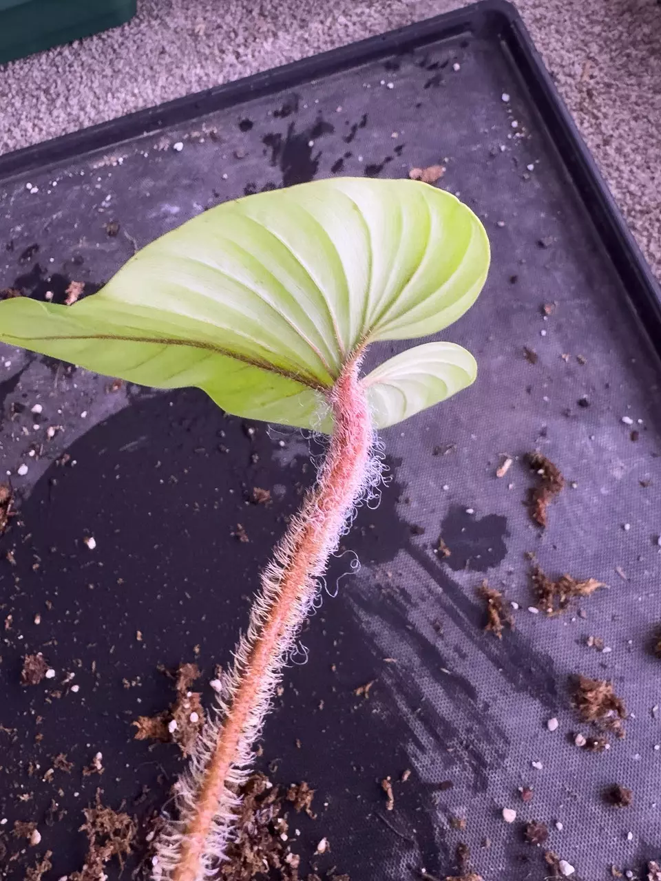 Philodendron serpens • BLIND PRESALE • 6-8 Inch Leaf thumbnail