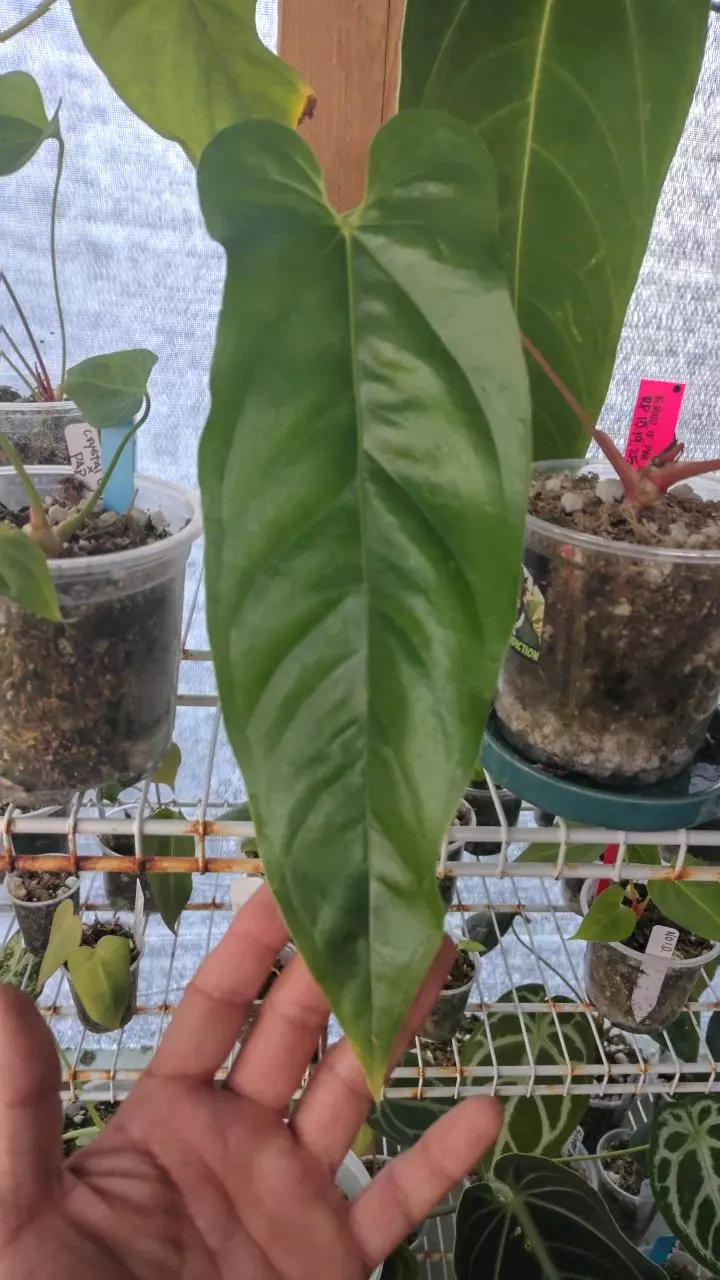 Anthurium pandurilaminum thumbnail