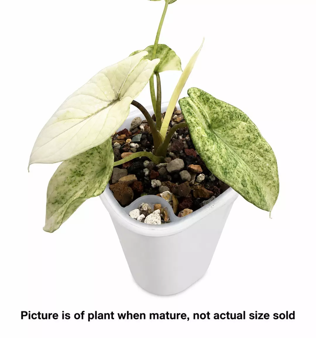 Alocasia Scalprum Mint Tissue Culture Plant thumbnail