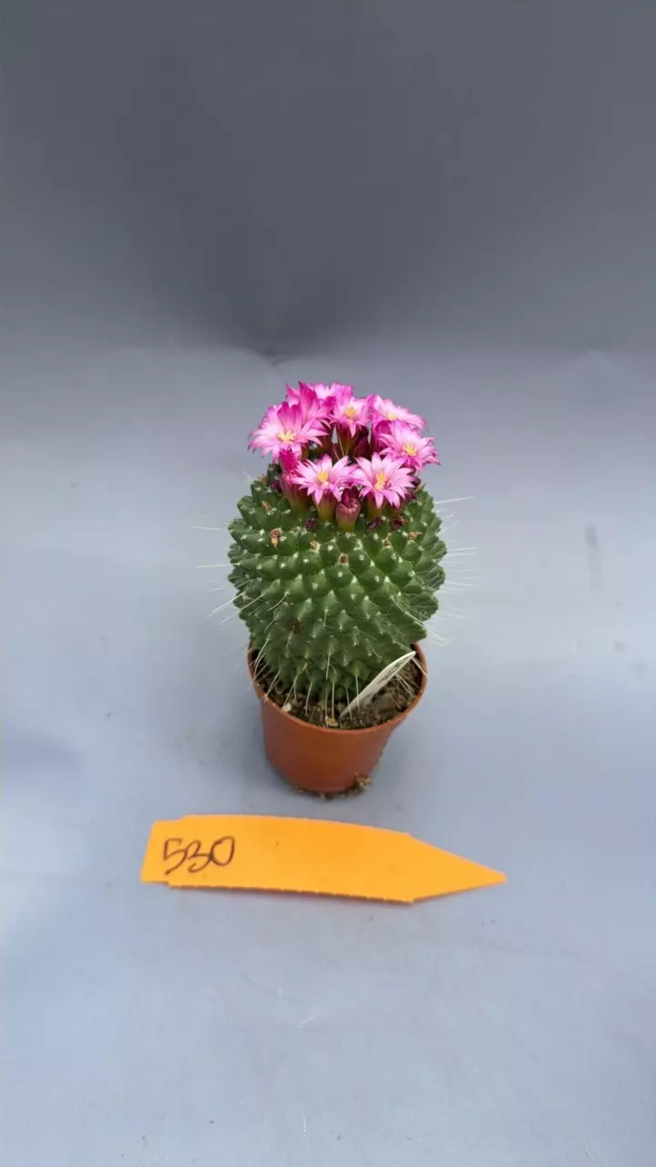 Cactus in bloom - 530 thumbnail