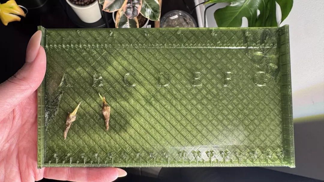 Alocasia Silver Dragon Corm thumbnail