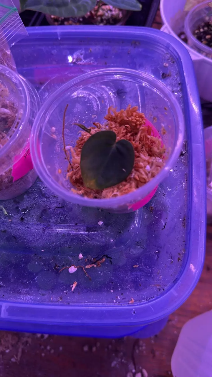 Anthurium JOC X BVEP offset lightly rooted thumbnail