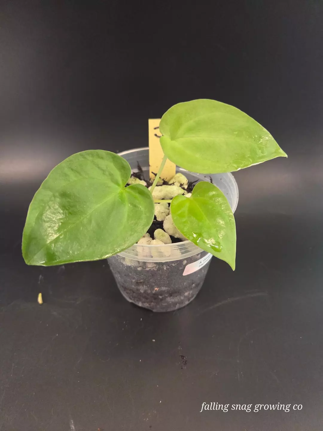 Anthurium dorayaki x sagittatum thumbnail
