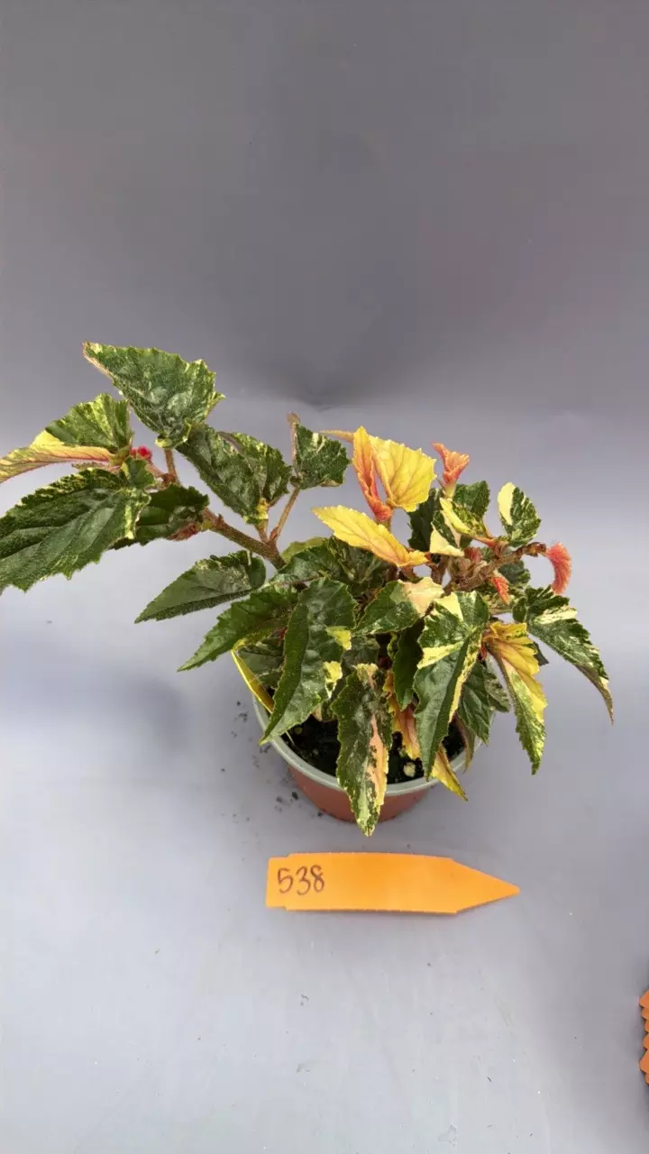 Begonia Ginny Galaxy - 538 thumbnail