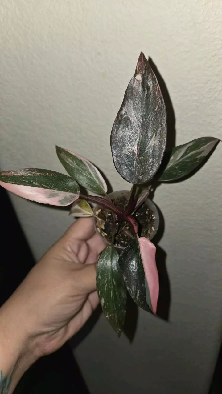 Philodendron pink princess thumbnail