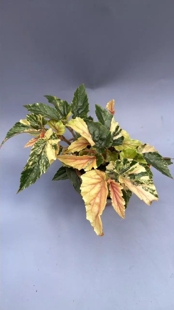 Begonia Ginny Galaxy - 510 thumbnail