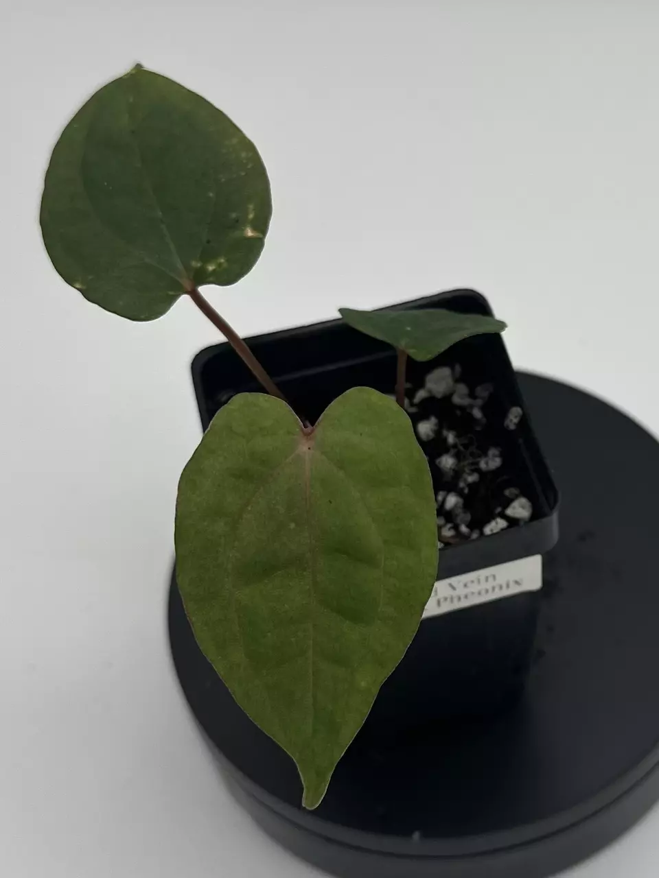 Anthurium Red Vein Dark Phoenix thumbnail