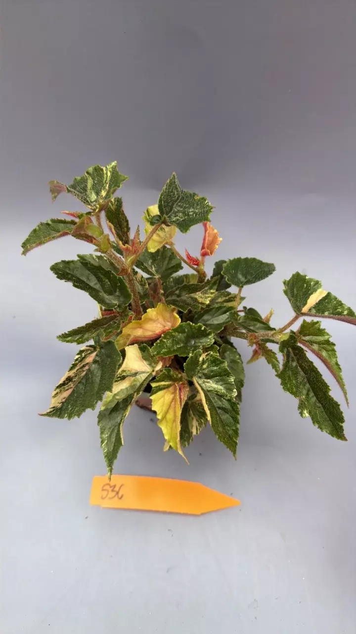 Begonia Ginny Galaxy - 536 thumbnail