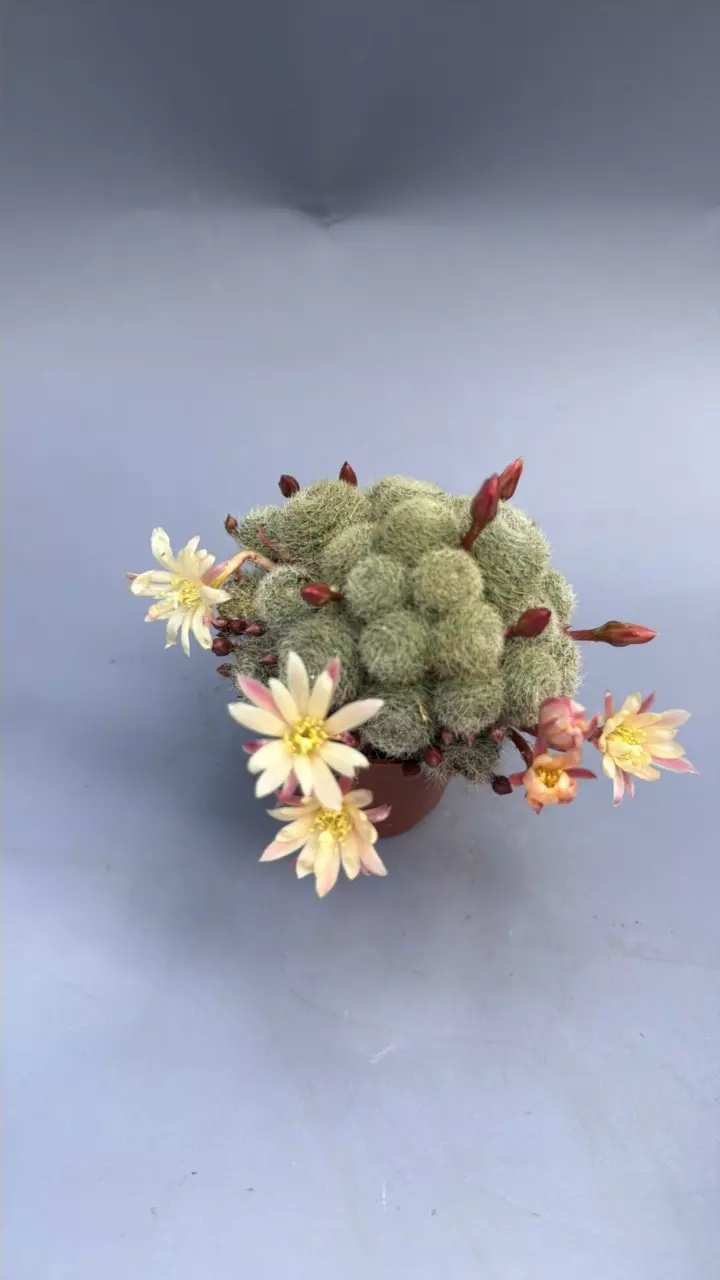 Cactus in bloom - 529 thumbnail