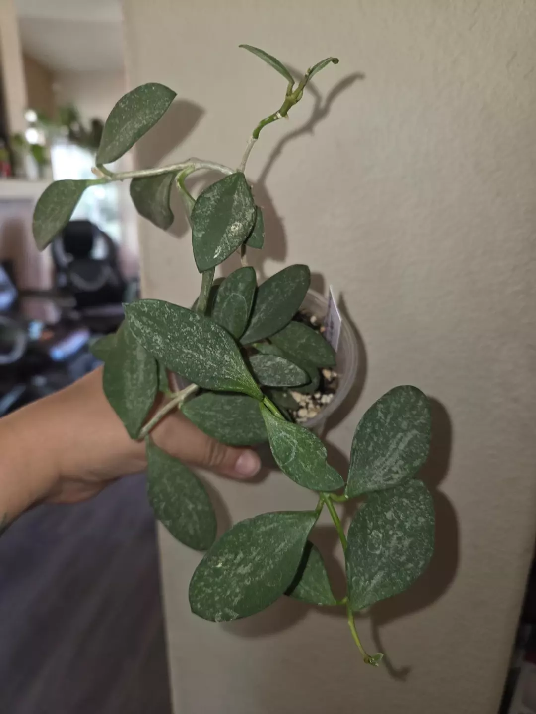 Hoya nummularioides silver thumbnail