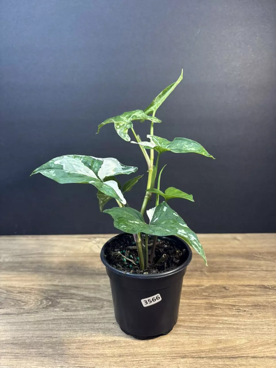 Syngonium Albo 4” 3566 thumbnail
