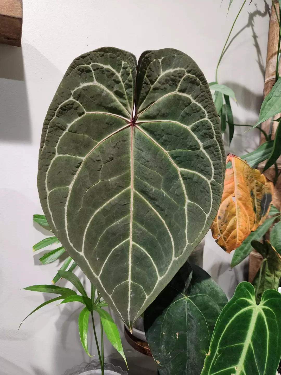Anthurium Magnificum Blue x Self Seedlings thumbnail