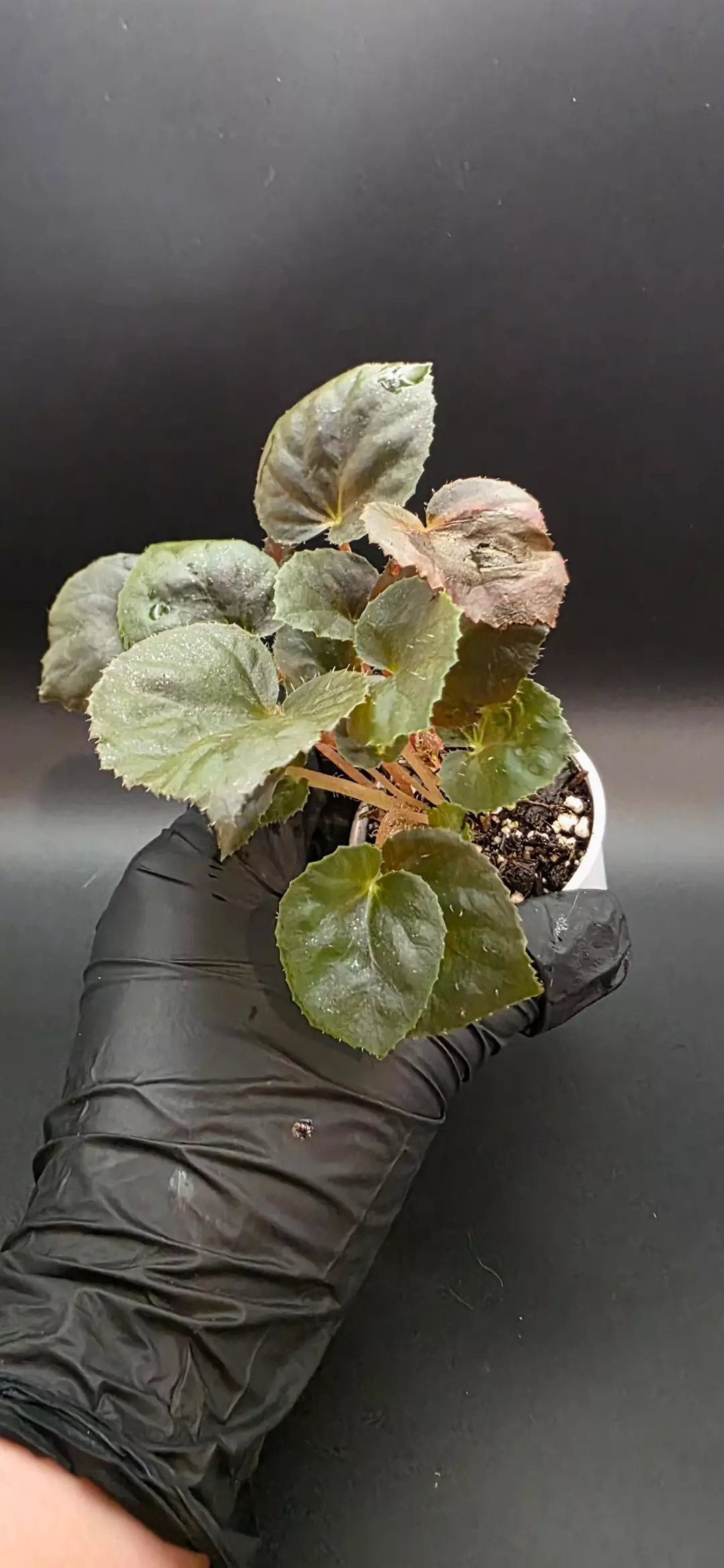 Terrarium Begonia #1 thumbnail