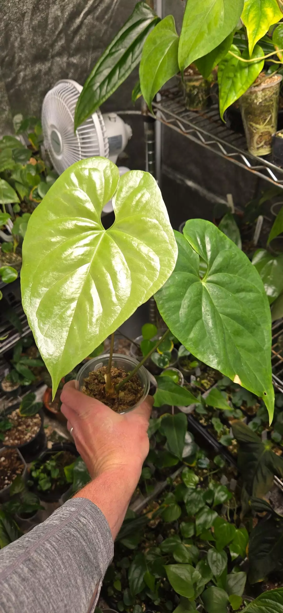 Anthurium yetlense BL6 thumbnail