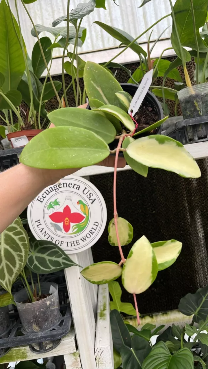 R619 Hoya Acuta variegata big leaves thumbnail