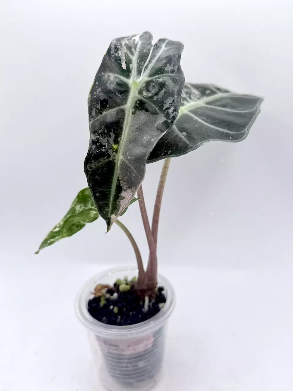 Alocasia Pink Polly Snow Teen! Corming! thumbnail