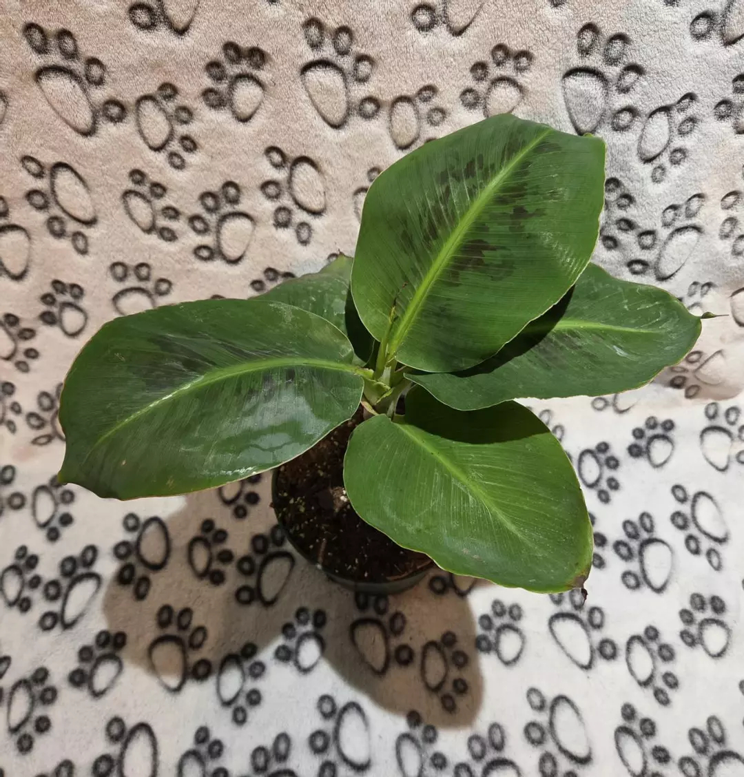 Musa Cavendish Dwarf thumbnail