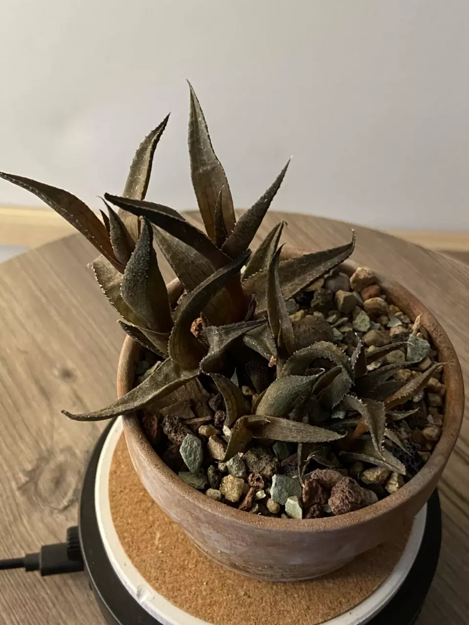 Haworthiopsis tessellata-Pot of 6 Plants/pups thumbnail