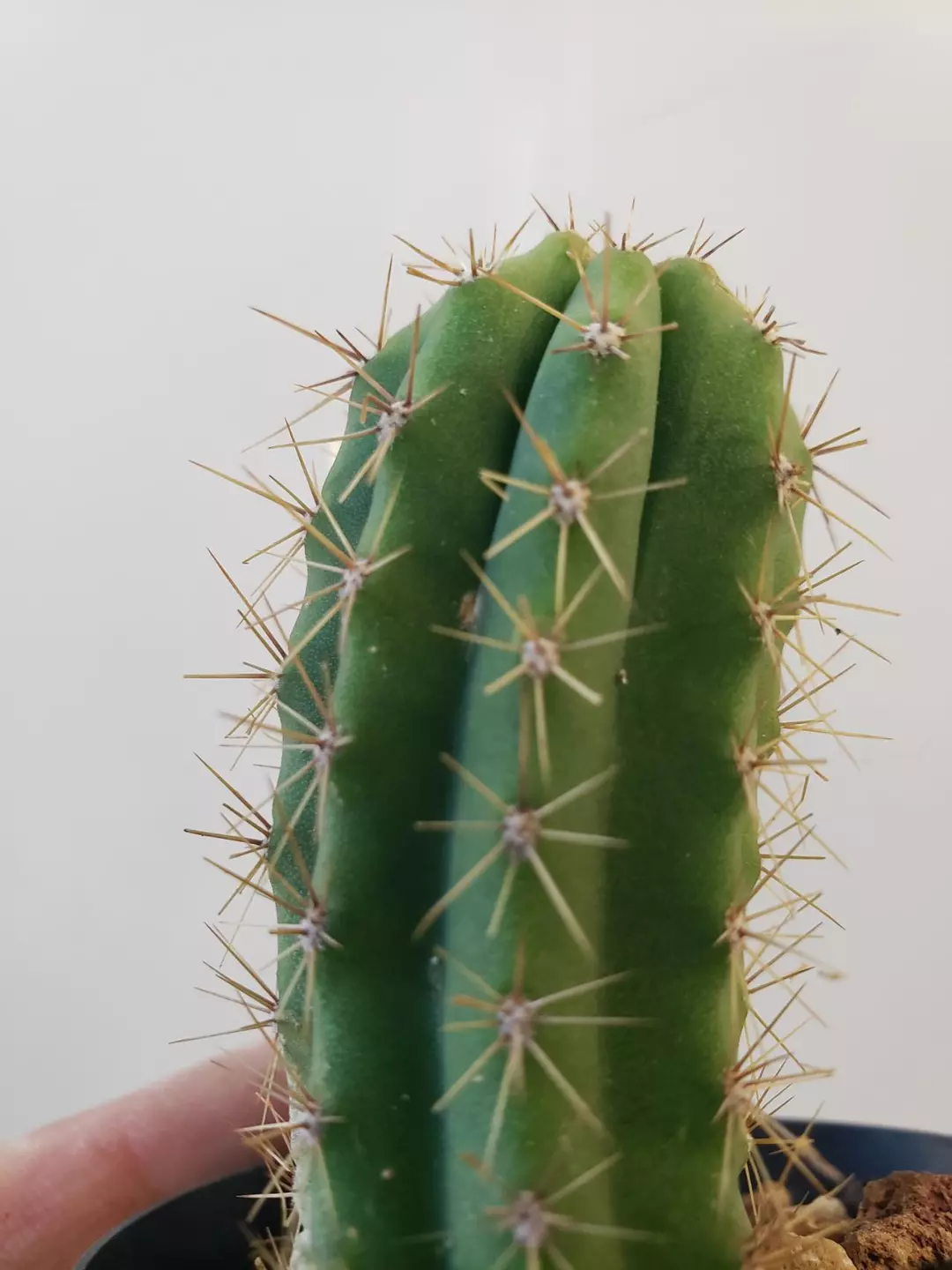 Ikaros cactus, 2.2 inches tall thumbnail