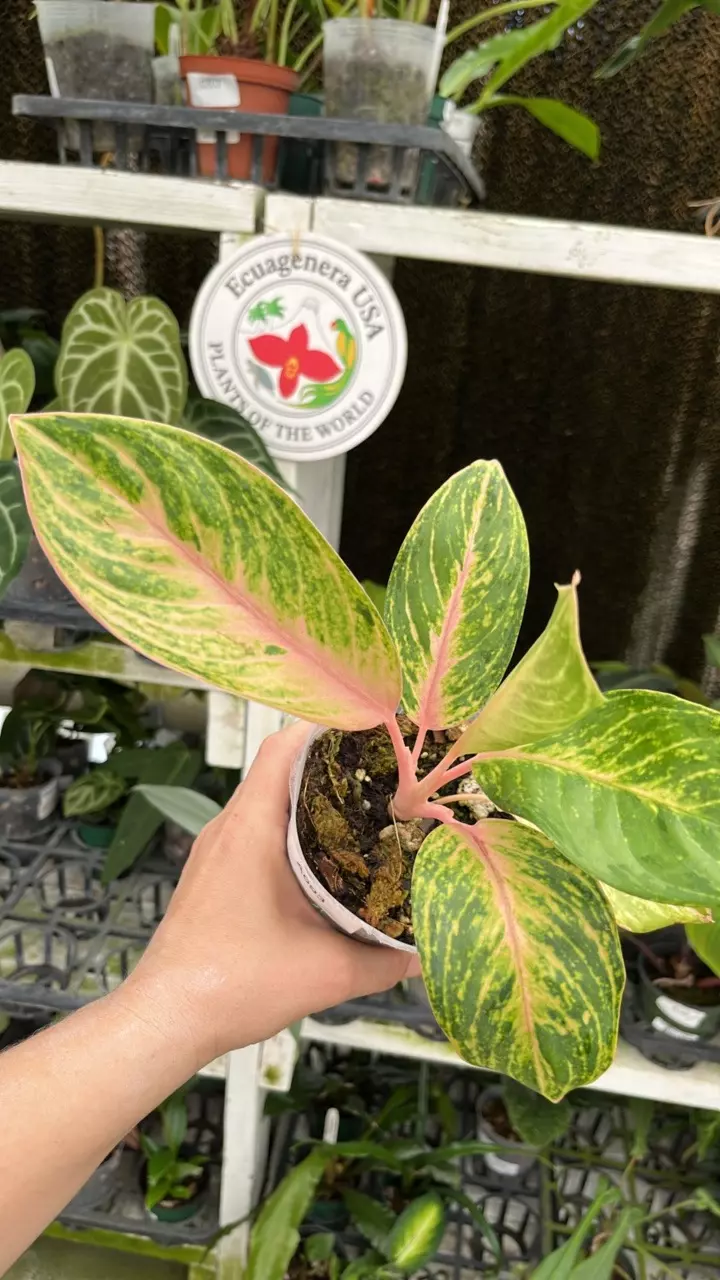 a093 Aglaonema NO ID thumbnail