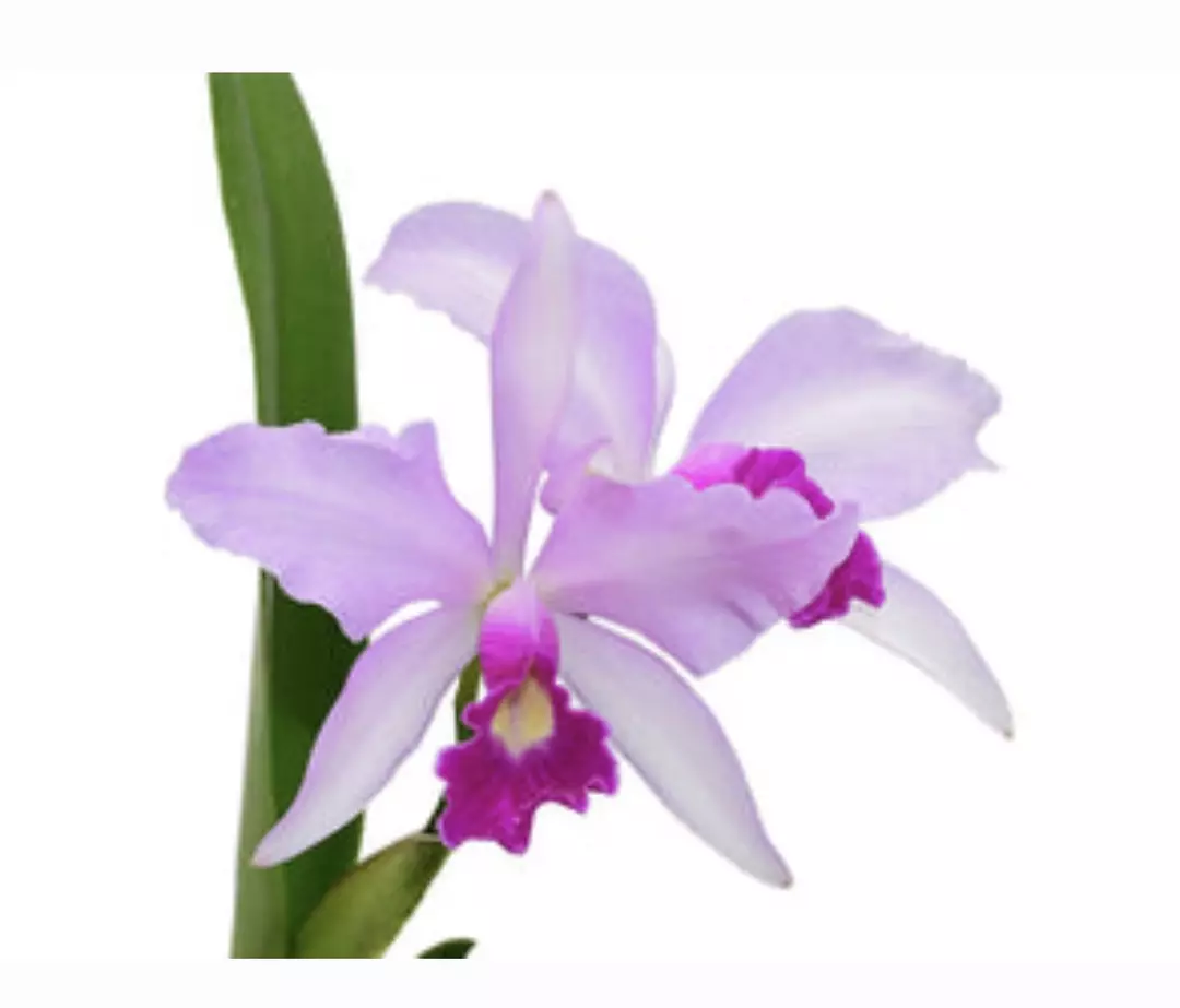 FR106 Cattleya Purpurata Dream thumbnail