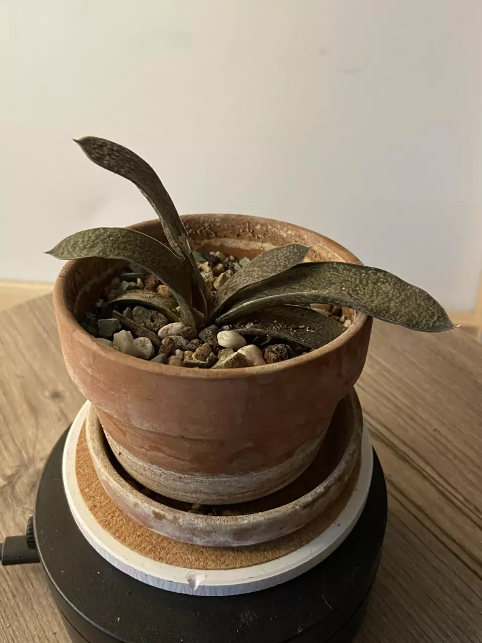 Gasteria No ID thumbnail