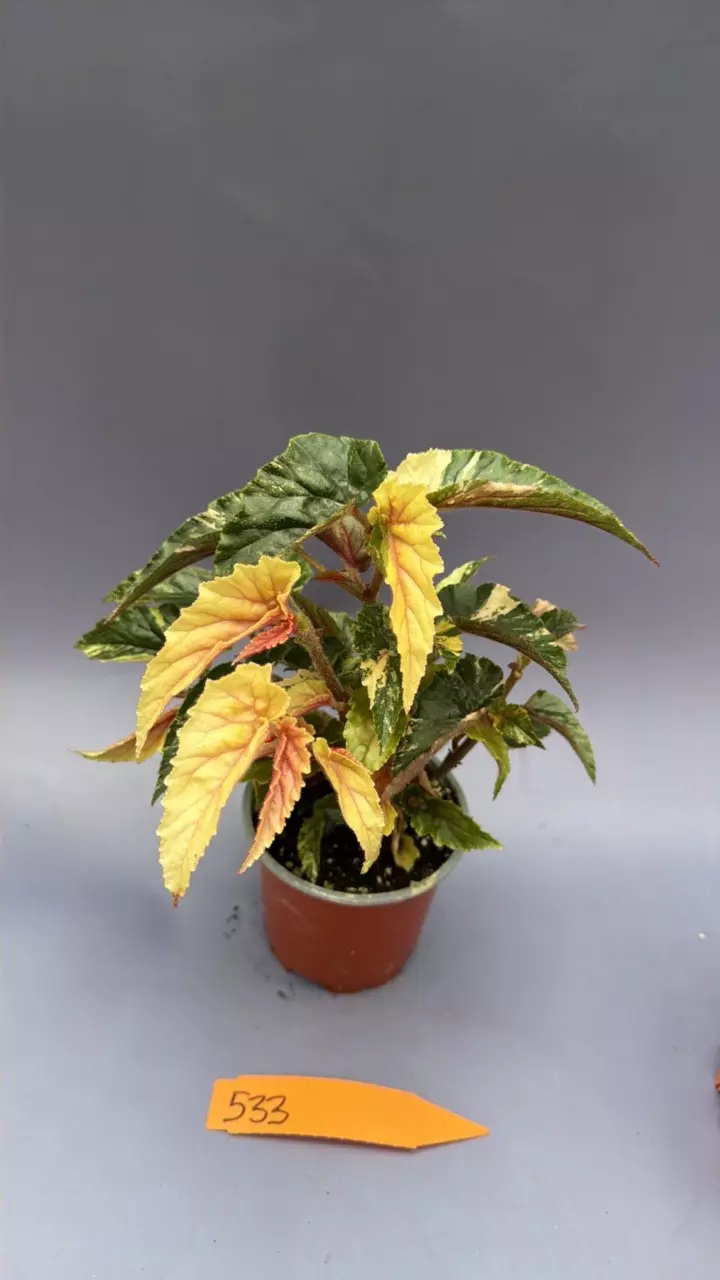 Begonia Ginny Galaxy - 533 thumbnail