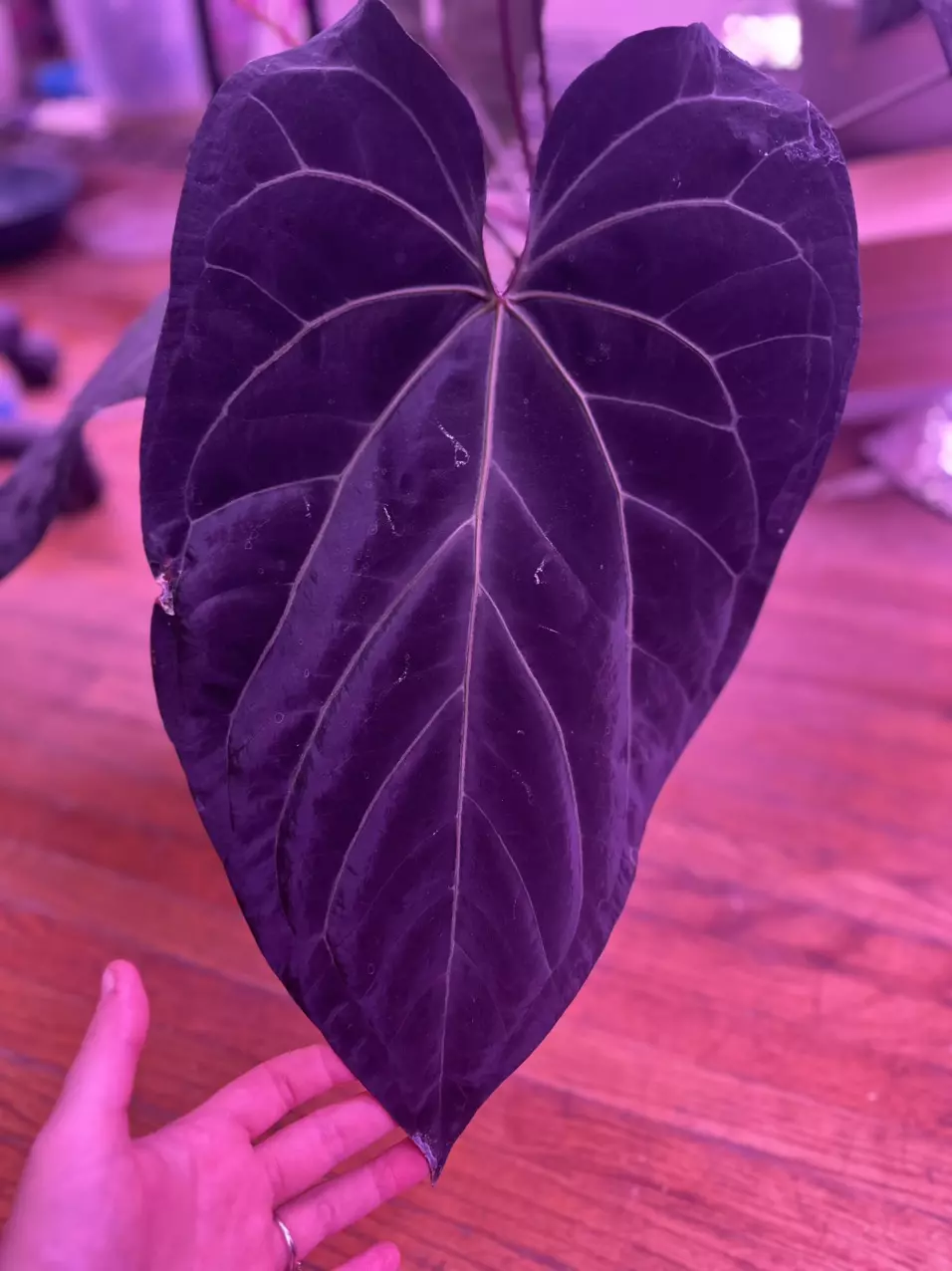 Anthurium blue velvet x AOS bottom cutting. 2 active growth points thumbnail