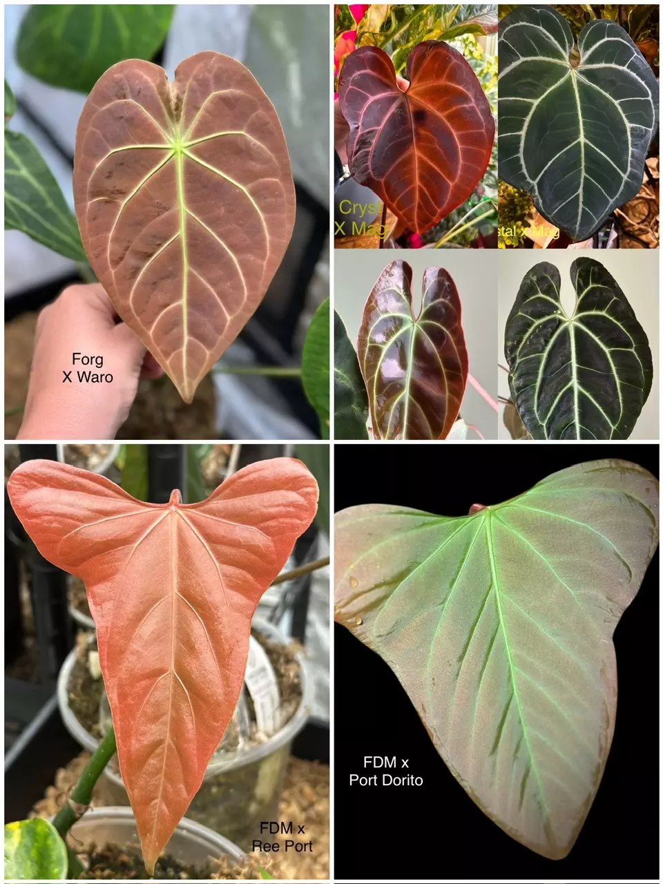 Variety Anthurium Seedling Pack thumbnail