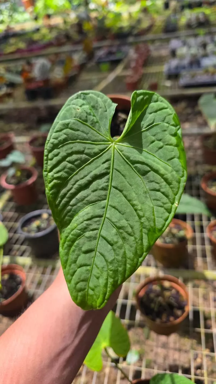 Anthurium sp velvet • BLIND PRESALE • 4-6 Inch Leaf thumbnail