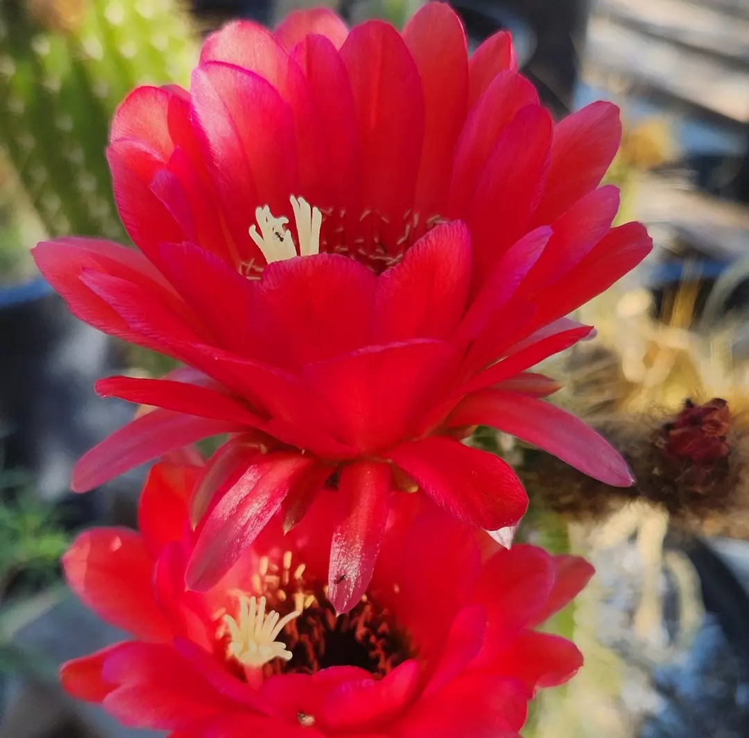 1292 Echinopsis Ember Glow thumbnail