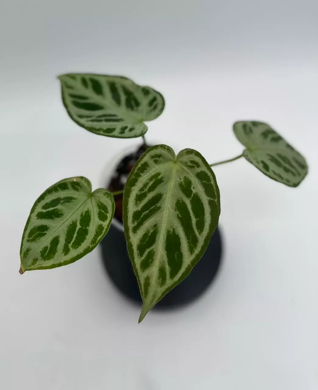 Anthurium Silver Khrome thumbnail