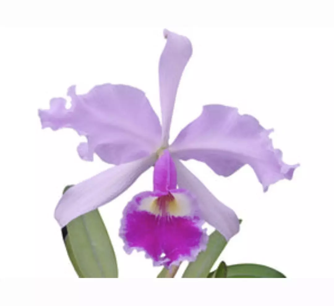 FR219 Cattleya warscewiczii thumbnail