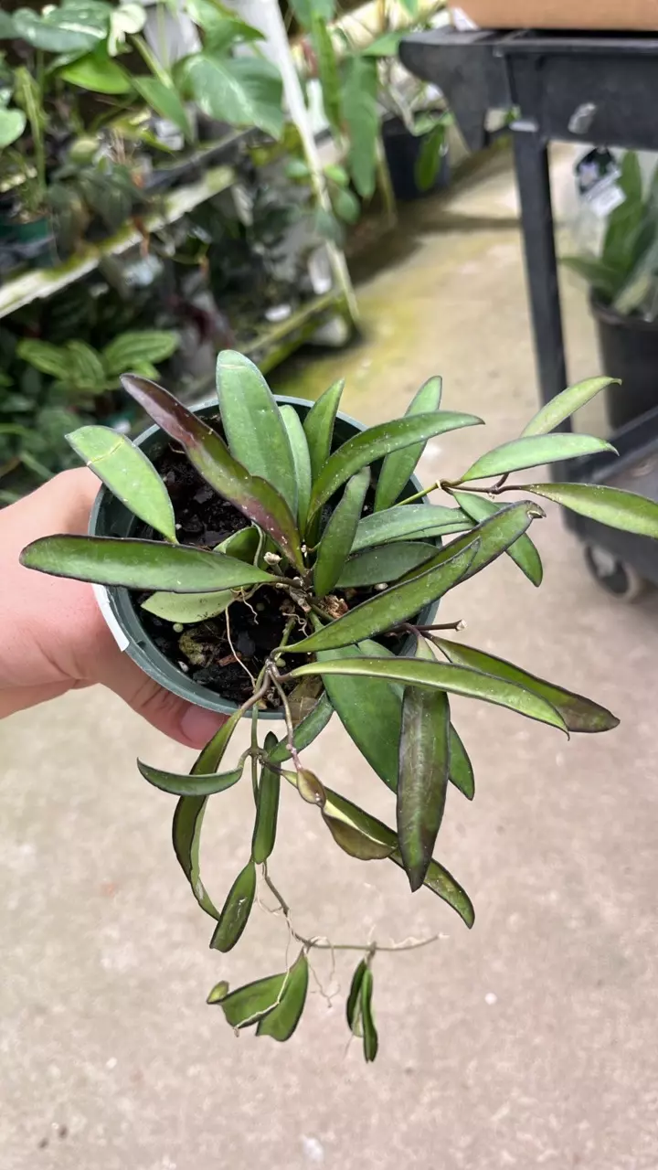 R621 Hoya wayetti thumbnail