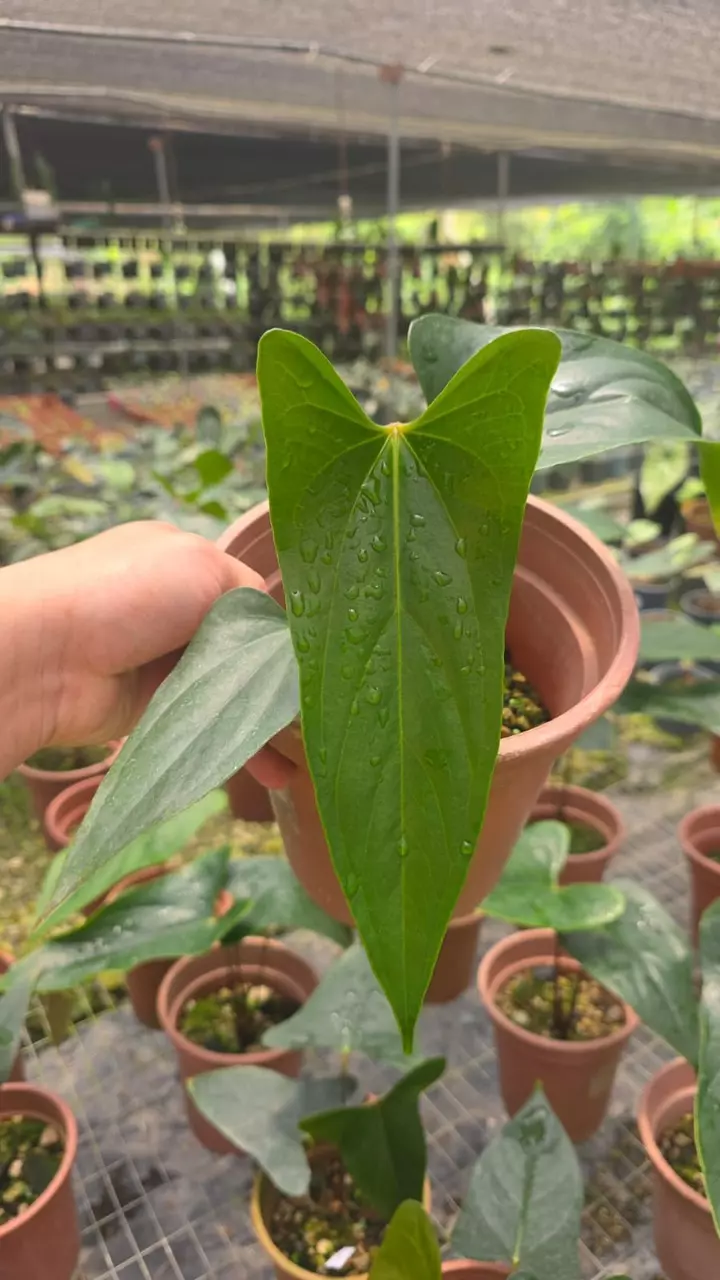 Anthurium Nigrolaminum • BLIND PRESALE • 4-6 Inch Leaf thumbnail