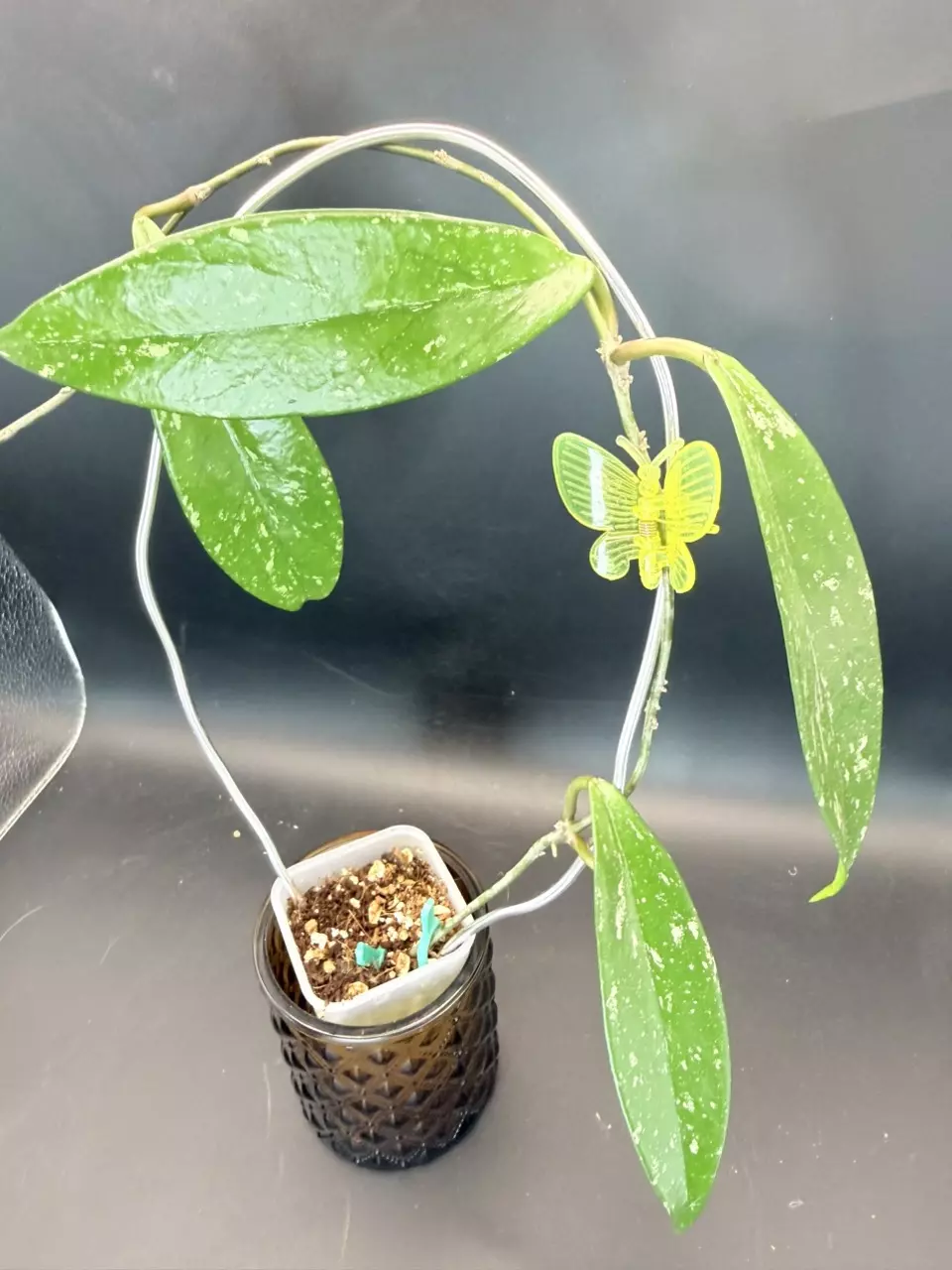 Hoya Pubicalyx Royal Hawaiian Purple w/trellis thumbnail