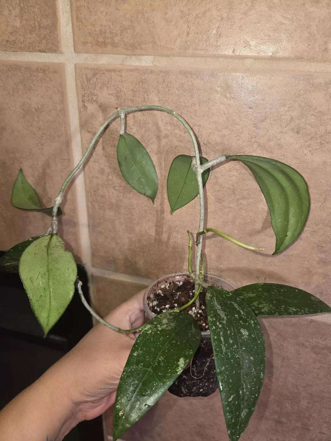 Hoya 'Stevo' (RHM 011-05)heavily rooted thumbnail