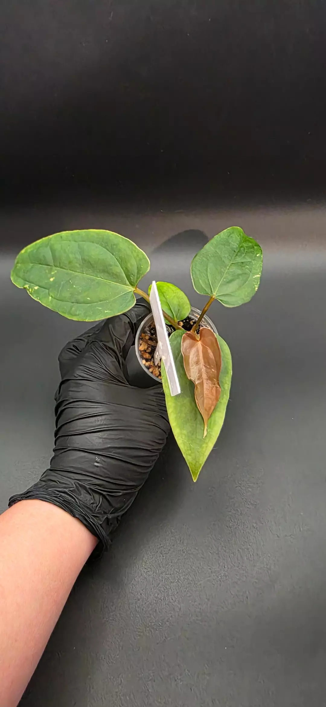 Anthirium (Crystal x Mag) x (Subsignatum x Eastern Dress) Offset thumbnail