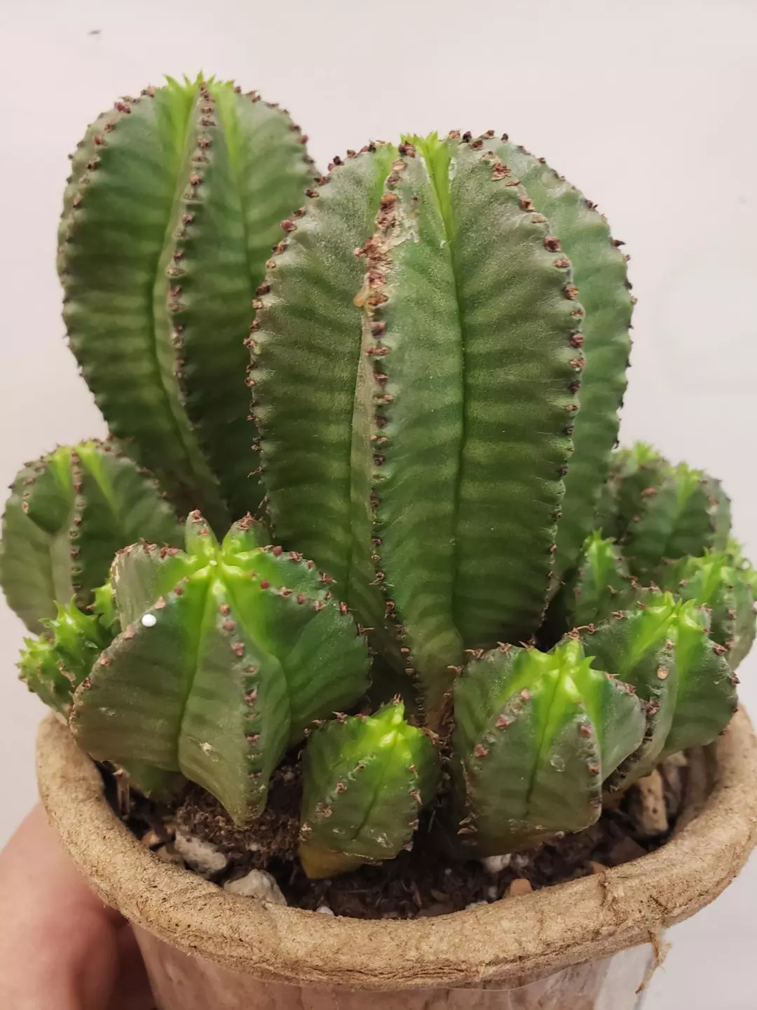 Closter #1 , Tall 4" , width 4.5" thumbnail