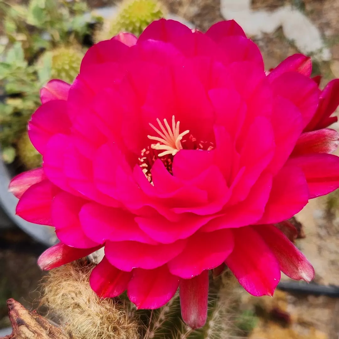 1293 Echinopsis Purple Daze thumbnail