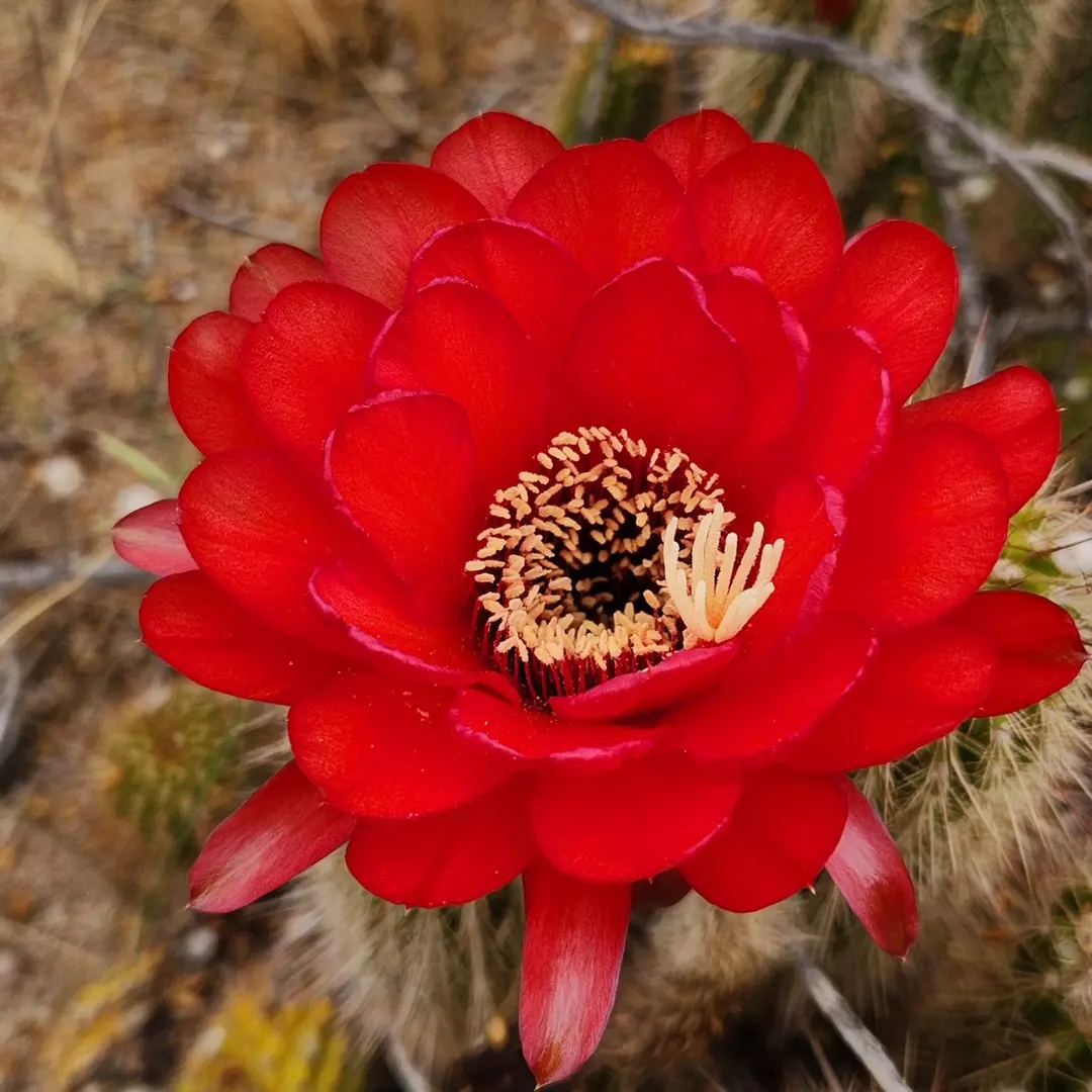 1295 Echinopsis Fuente de Sangre thumbnail
