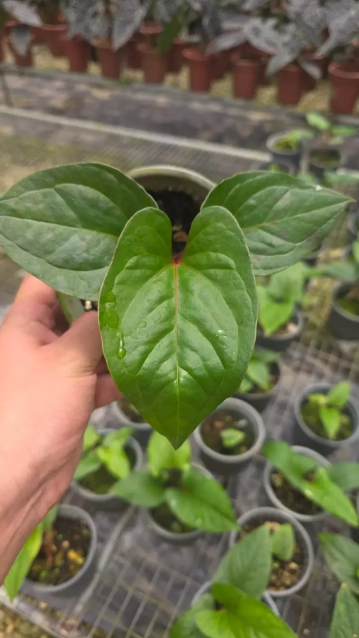 Anthurium sagittatum 'Purple' • BLIND PRESALE • 3-6 Inch Leaf thumbnail