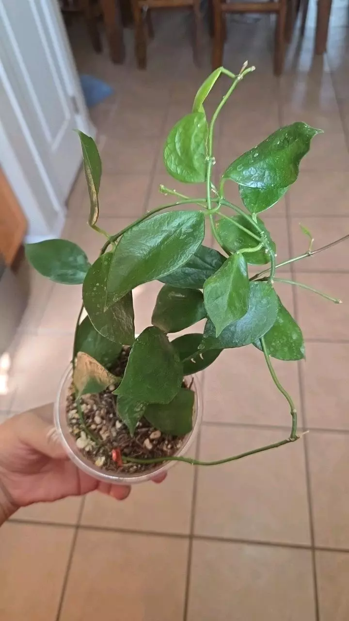 Hoya limoniaca thumbnail