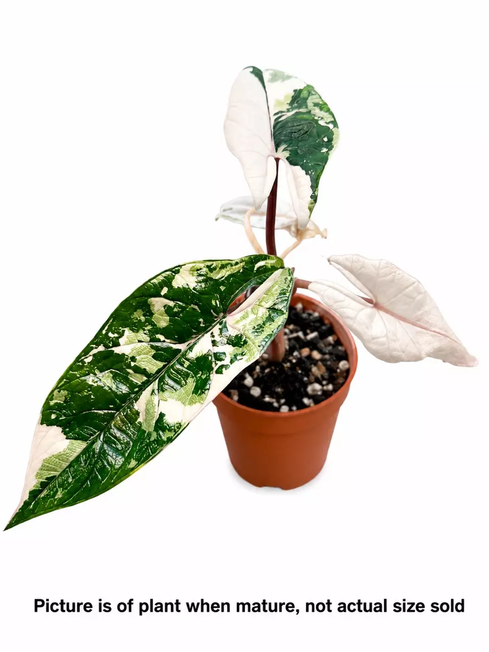 Alocasia Scalprum Albo Tissue Culture thumbnail