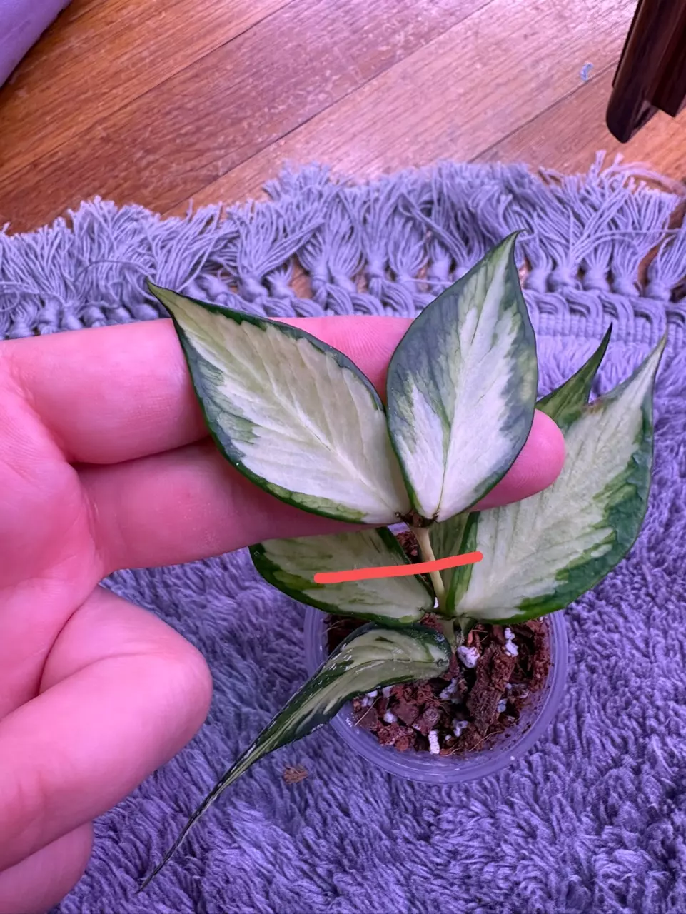Hoya polyneura inner variegated cutting thumbnail