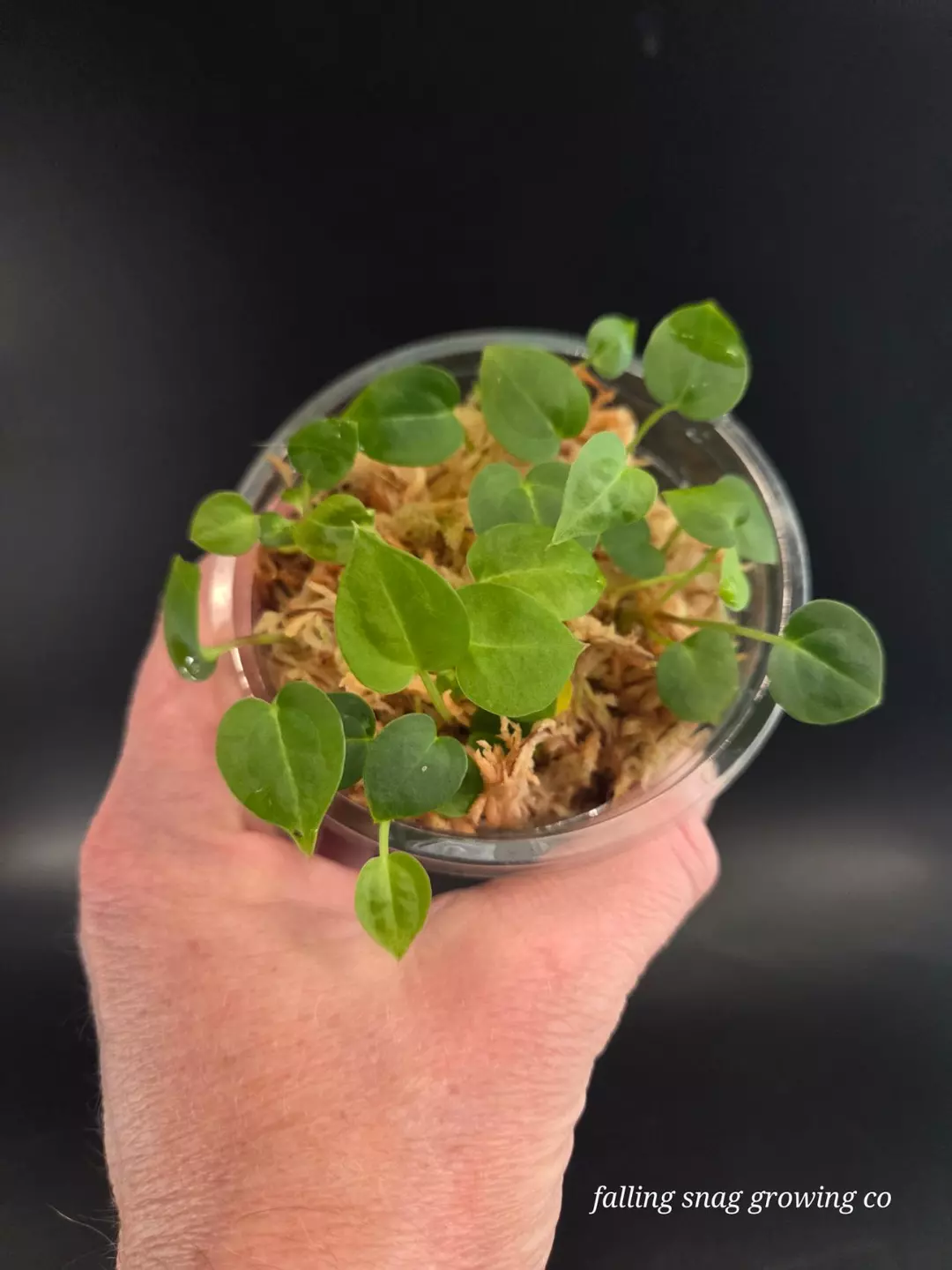 Anthurium (AOS x forgetii) x Michelle 10 seedlings thumbnail